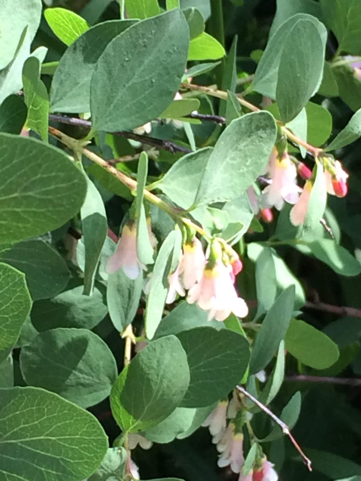 Colorado Mountain Gardener Mountain Snowberry