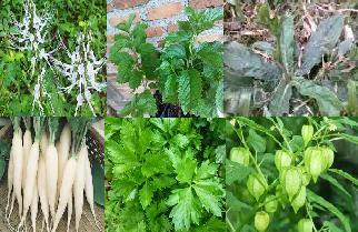 Tanaman Obat untuk Meluruhkan Batu Ginjal AHLINYA Tanaman Obat untuk Meluruhkan Batu Ginjal AHLINYA