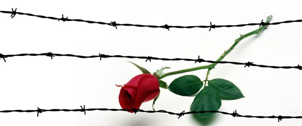 Hy vọng ngày đầu Xuân  Rose-barbed-wire-Danlambao