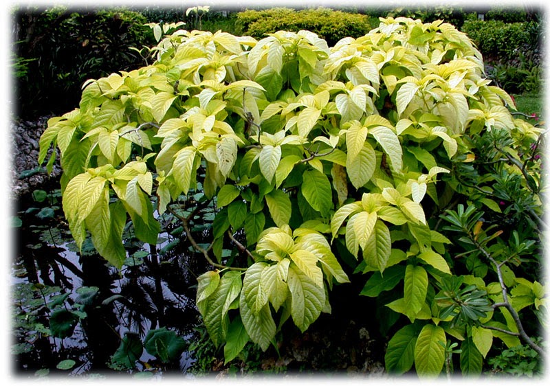 gambar pohon kol band