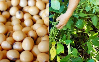 How to Starting a Soybean Farming Business