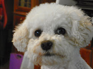 Bailey - My Blog Mascot