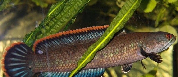 Ikan Tawar Untuk Obat Kanker