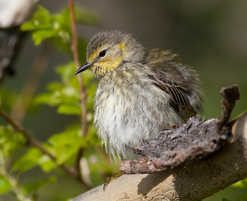 Lost in BIrding: BEST of SPRING 2013: WARBLERS! Ohio (May)