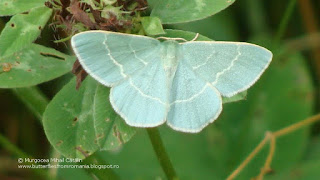 Chlorissa viridata DSC121790