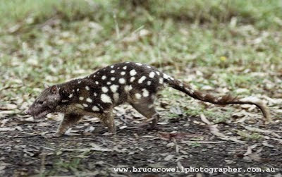 Spotted tailed Quoll