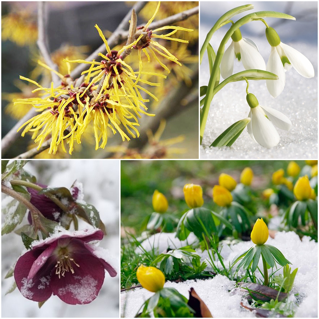 Mahonia Pospolita Zimozielona Pieknosc