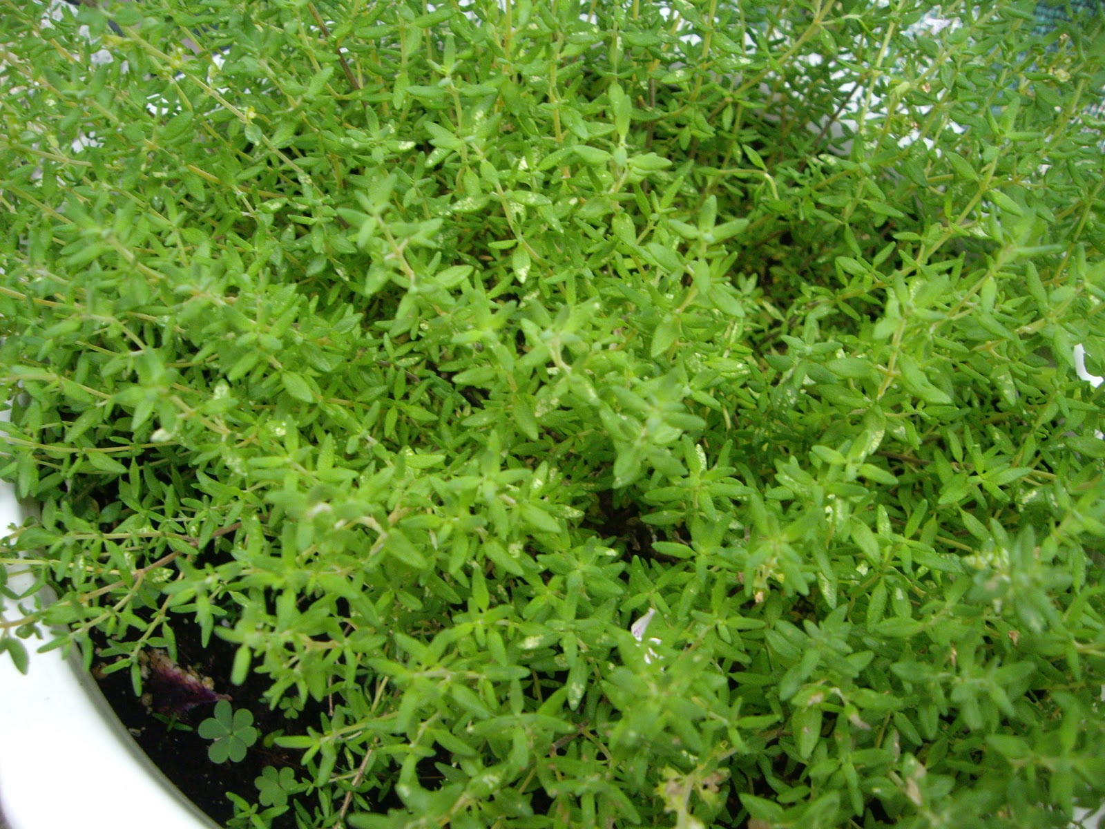 La Mar de VeRde THYMUS VULGARIS O TOMILLO LIMON