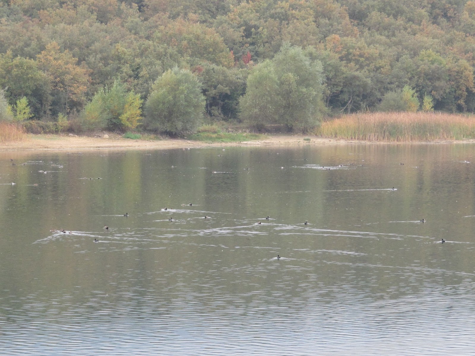 El Blog del Grupo Ornitológico de La Rioja: Excursión al embalse de