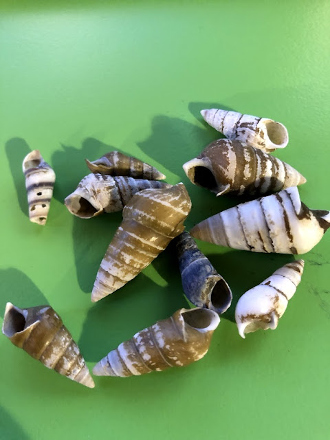 spiral mollusk shells in Pittsburgh