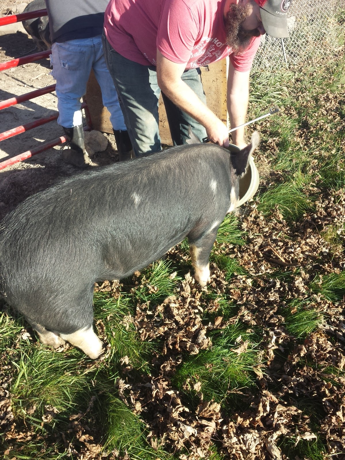 You have to cook it right Butchering a Pig