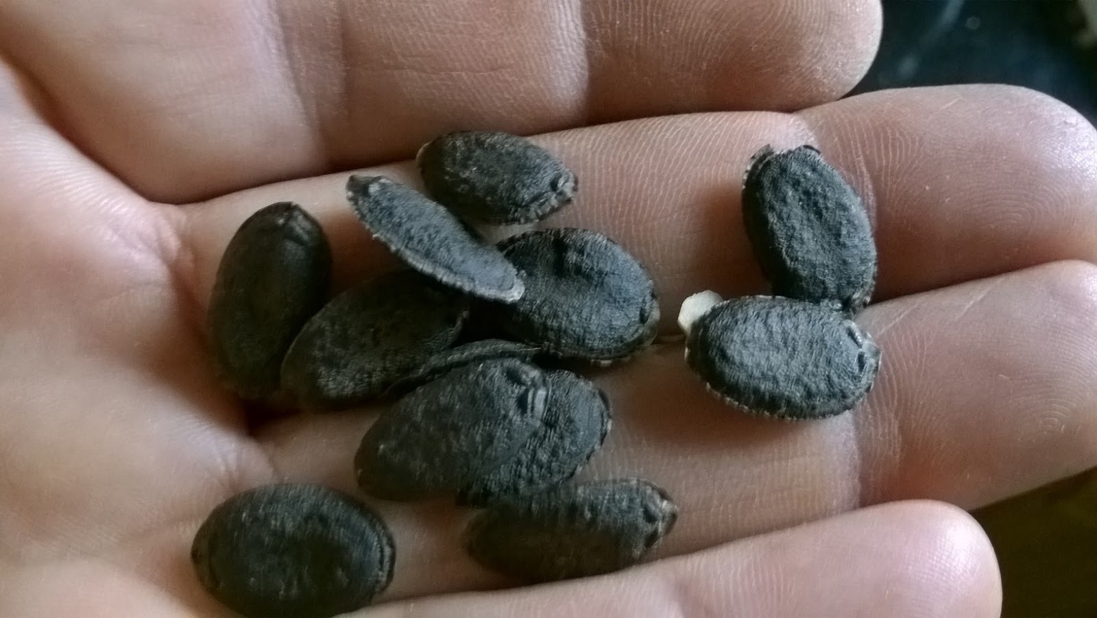 How To Grow Luffa Sponge