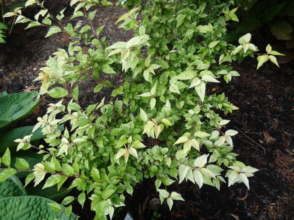 Flora Wonder Blog June 2018