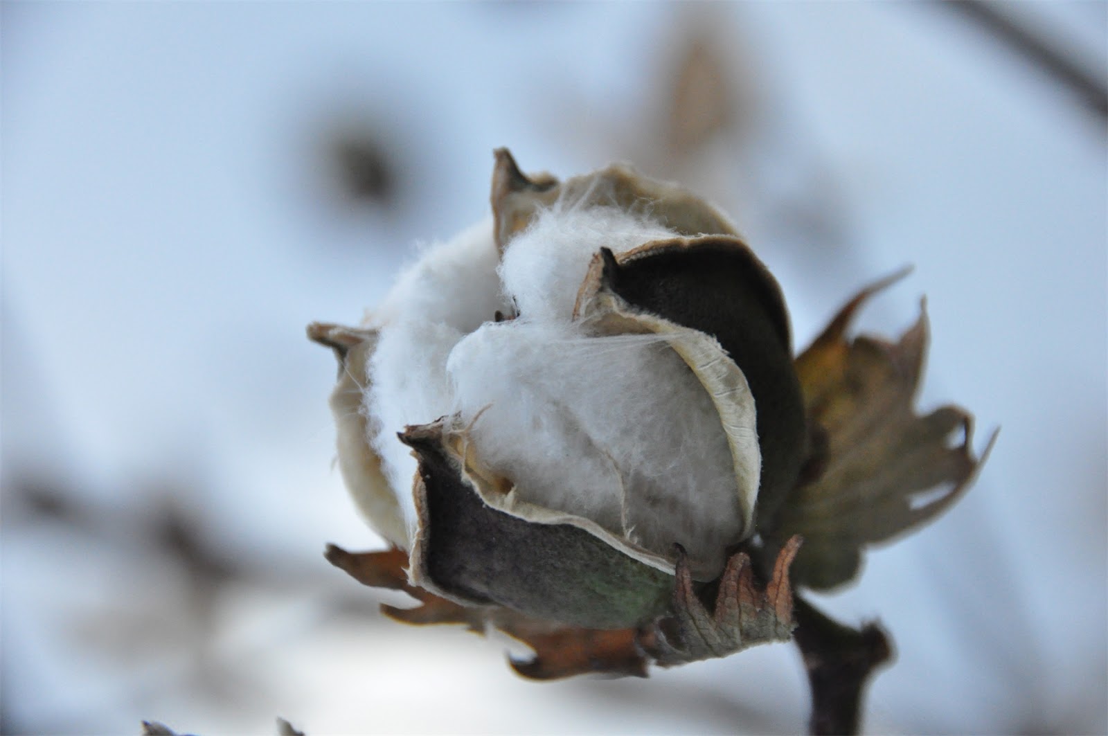 Imagery from Life A cotton boll