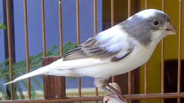 Ciri Khas Burung Kenari Panda Beserta Harga Dan Tips Perawatan