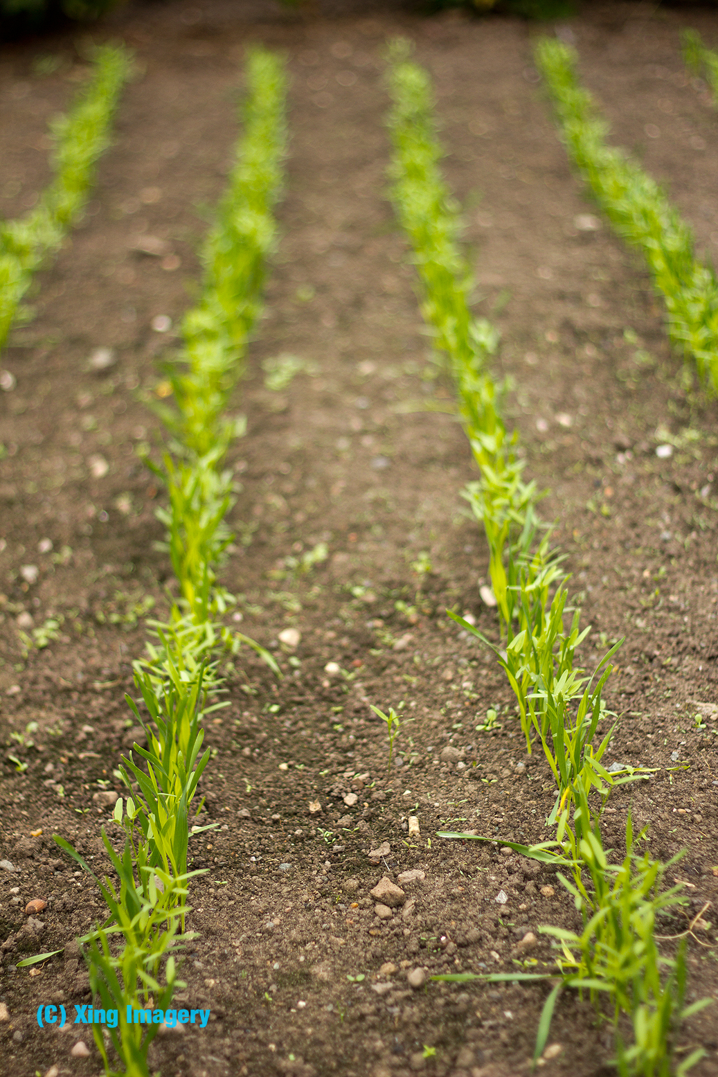 Allotment Garden Planting the green manure