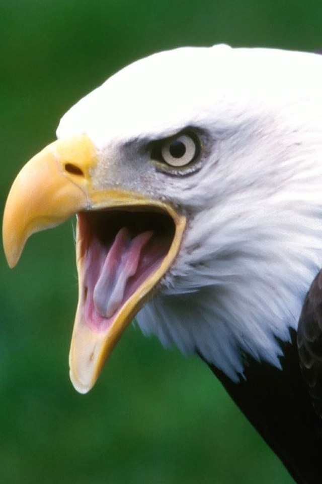 HD Eagle Wallpapers for iPhone 4