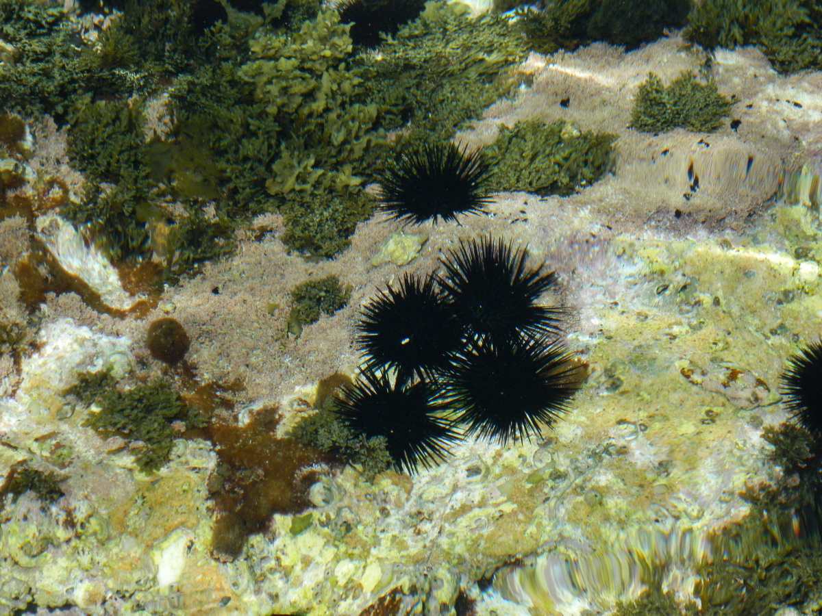 LA MULTI ANI, ROMANIA! Arici de mare si cochilii