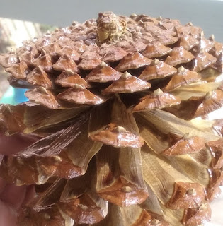 The Many Hats of M.E.L.: Pinecones and Pine Needles