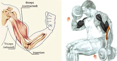Training Guide For Maximum Biceps Development