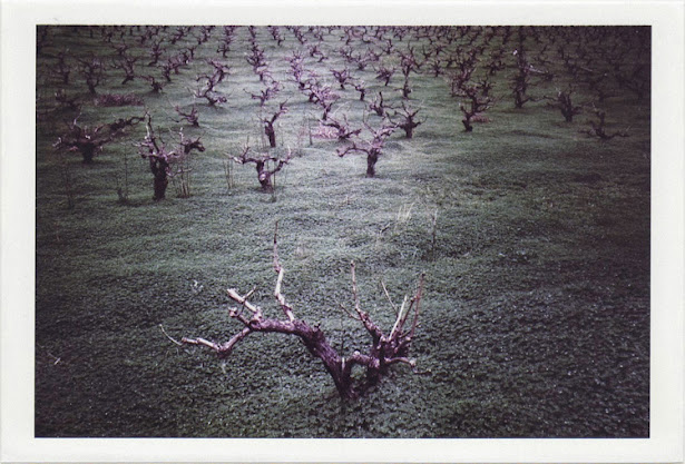 dirty photos - time - cretan landscape photo of vineyards in heraklion