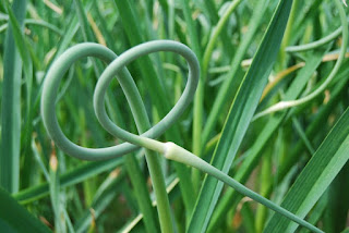 https://greencitymarket.wordpress.com/2012/06/15/what-do-i-do-withgarlic-scapes-by-amelia-levin-green-city-market-junior-board-member/