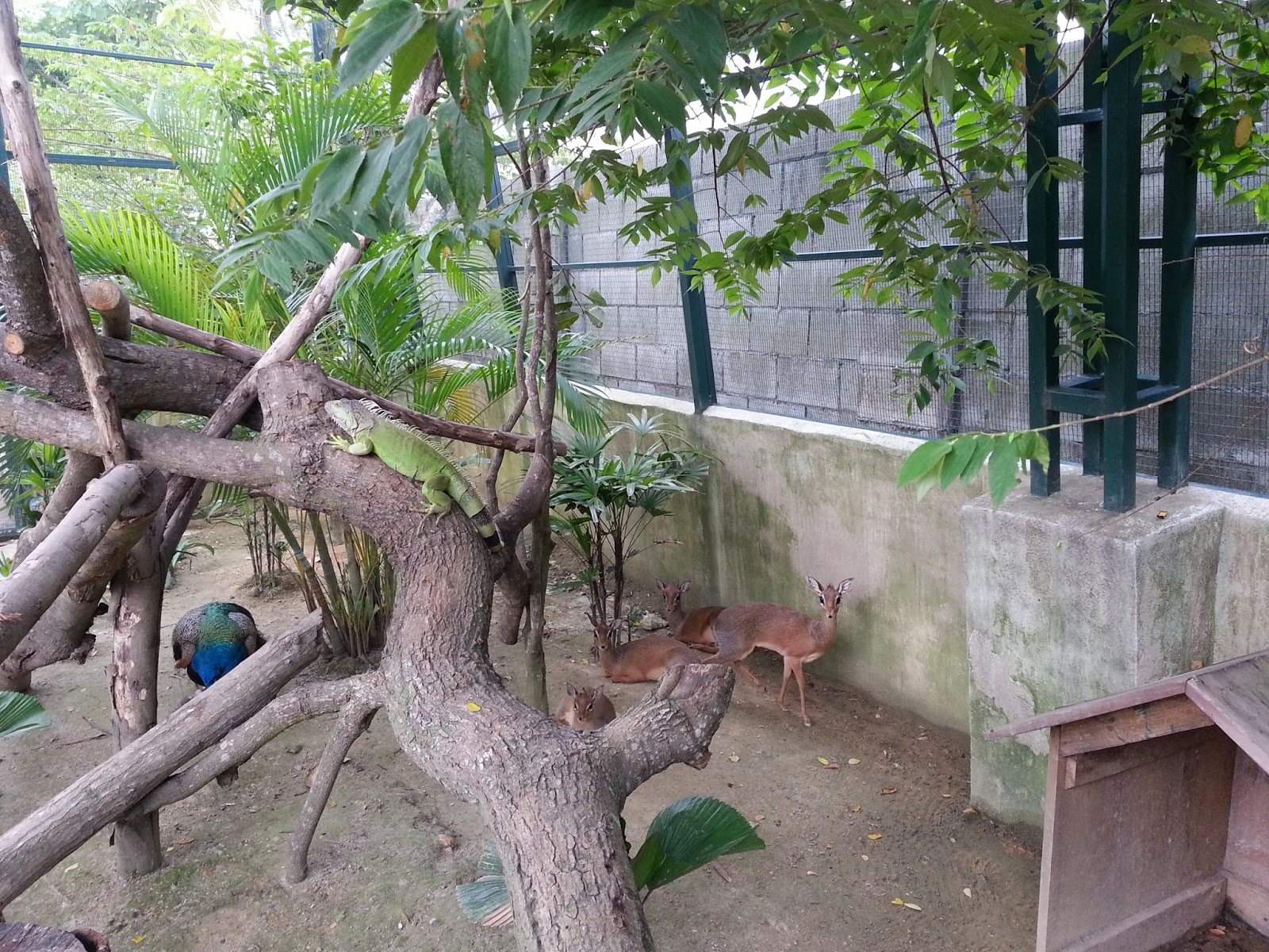Mama Adaliya Farm in the city Mini zoo di Seri Kembangan