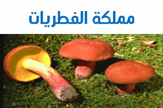 والبكتيريا تسمى الديدان هذه و الفطريات المخلوقات تسمى هذه