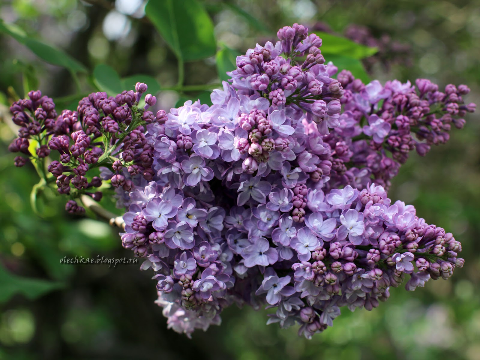 Сиреневый сад великий новгород карта