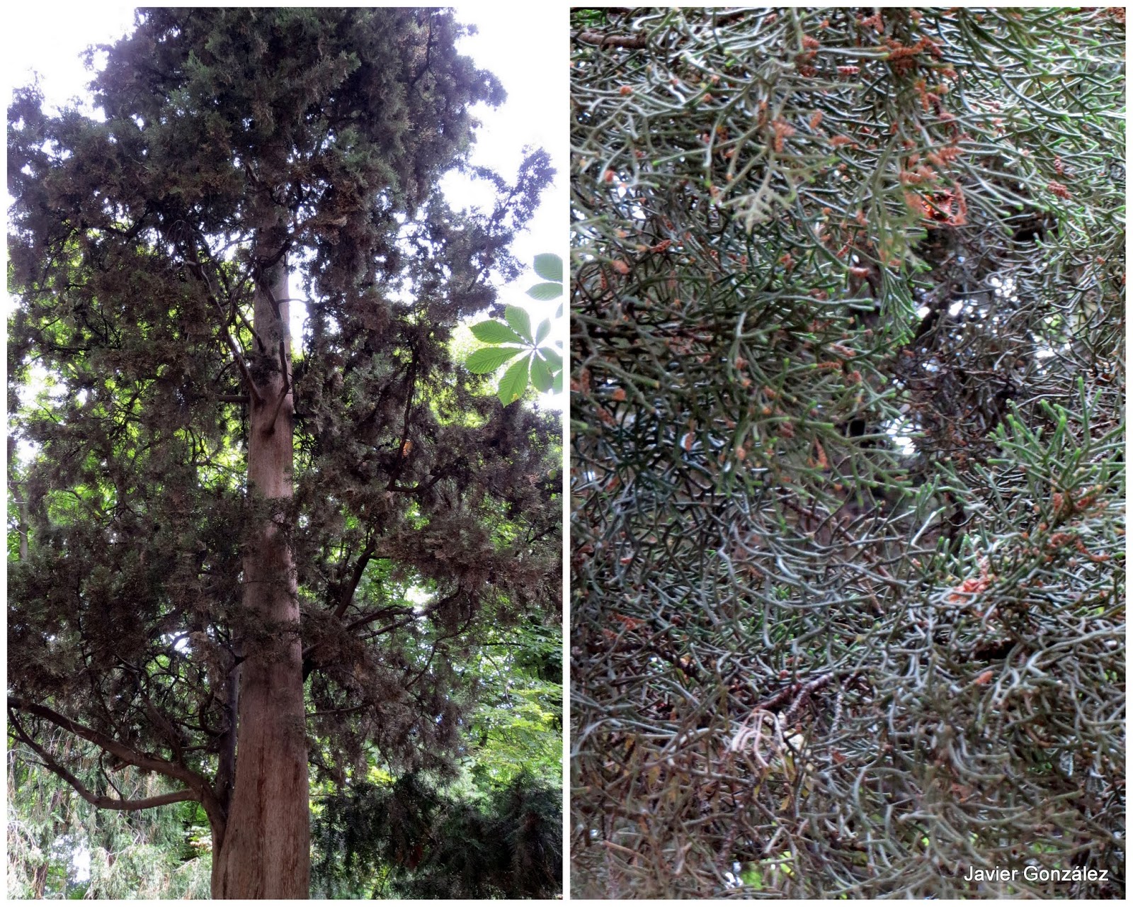 Parque del Retiro de Madrid. Ciprés / Cypress