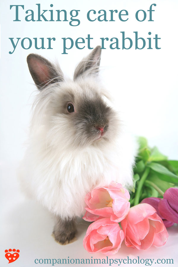 Taking Care of your Pet Rabbit