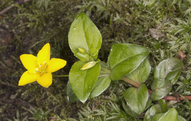 Yellow Pimpernel, Lysimachia nemorum.  Joyden's Wood, 12 May 2012.