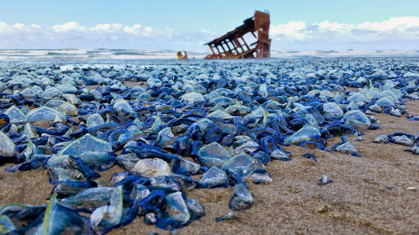Purple Sailor Jellyfish (Velella velalla) Death, where is your Sting?