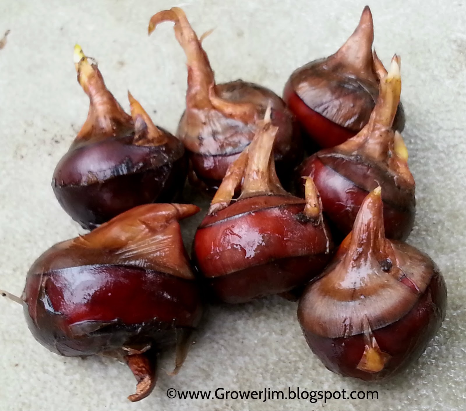 100 Chinese Water Chestnut Plant Seeds Rare Sweet Eleocharis Dulcis Bonsai Home