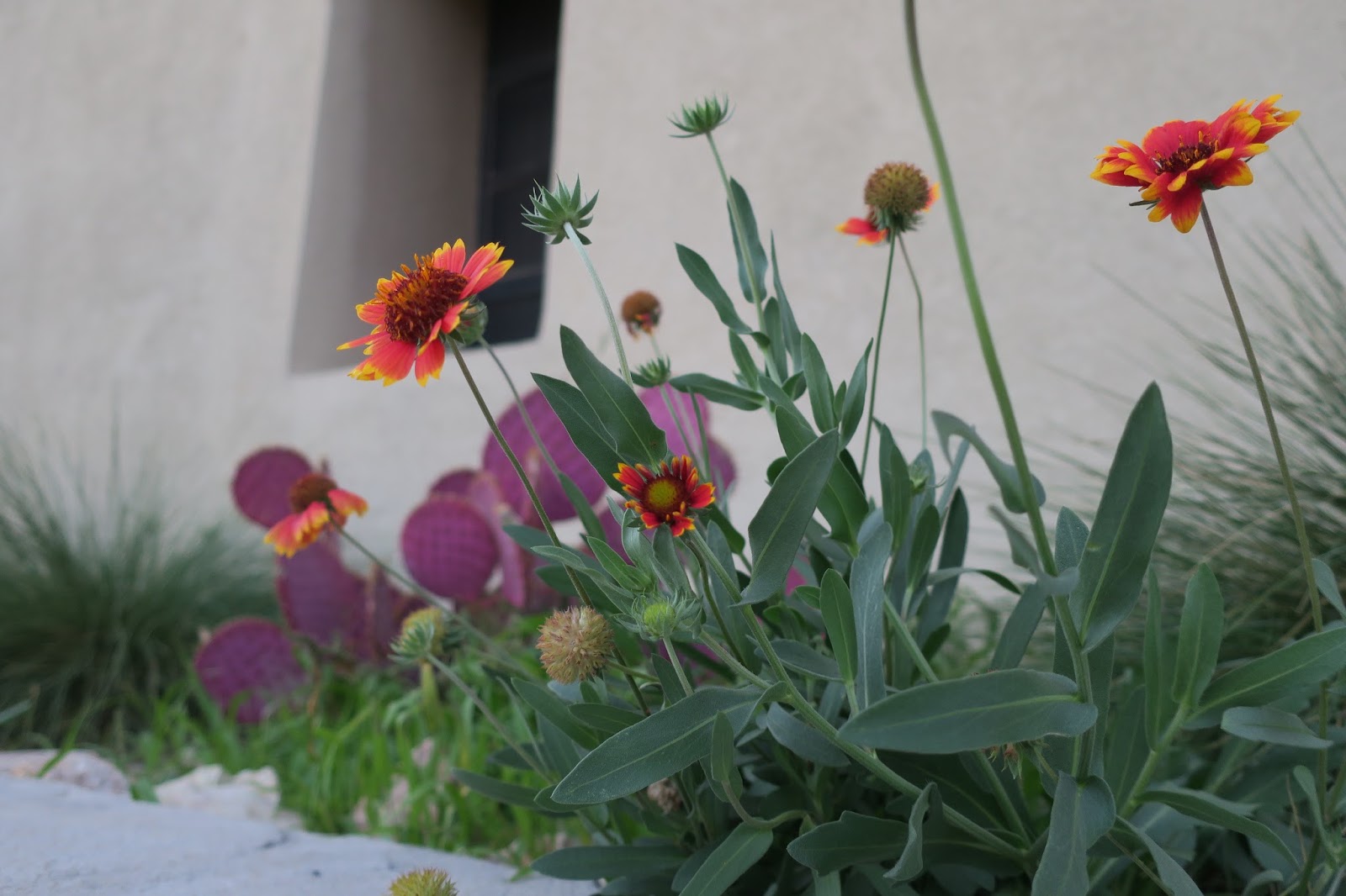 Living Rootless El Paso UTEP Flowers on a Ledge