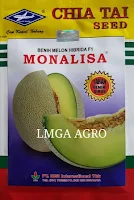 MELON MONALISA, JUAL MELON MONALISA, MELON MONALISA HARGA MURAH, MELON MONALISA CAP KAPAL TERBANG