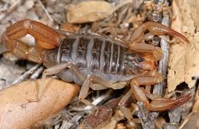 California common scorpion image
