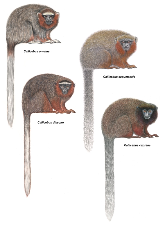 Species New to Science [Mammalogy • 2010] Callicebus caquetensis