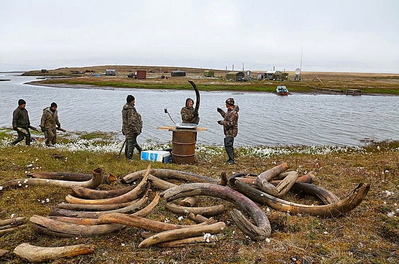 Extraction of Mammoth tusks in Siberia