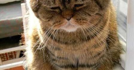 Kucing Galau | Arif Hartono's Blog