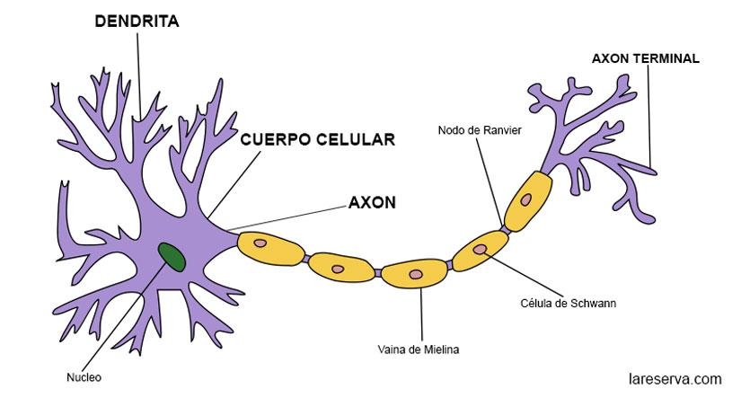 Neuronas y sus partes