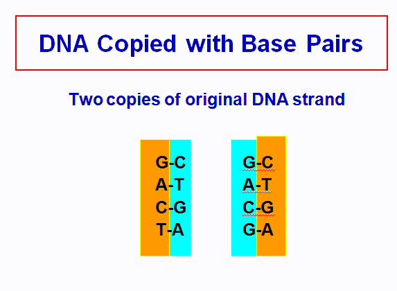 Structure of D.N.A,DNA  REPLICATION,rna and transcription,