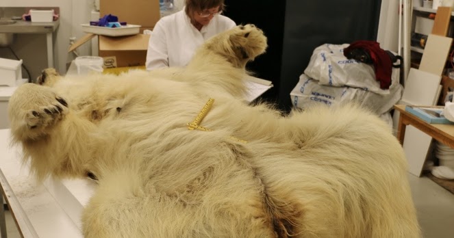 Skjutna isbjörnen vid Hvalnes var smittad trikiner