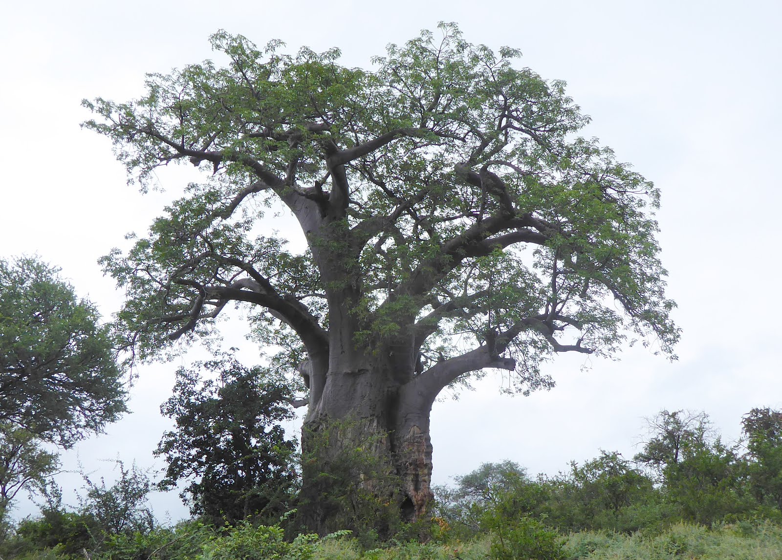 Kruger Baobab Tree