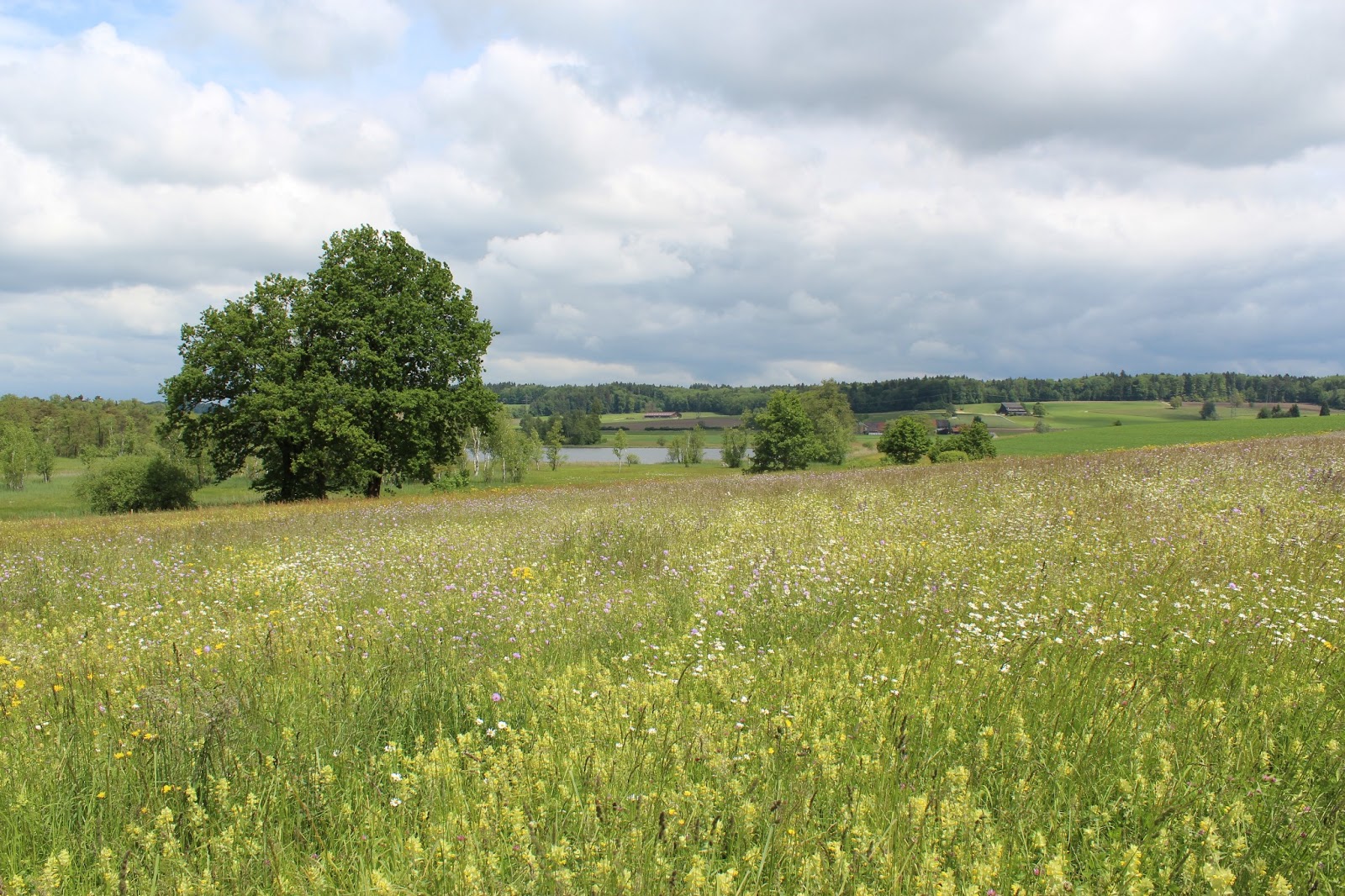 Swiss meadows Emmy in Switzerland