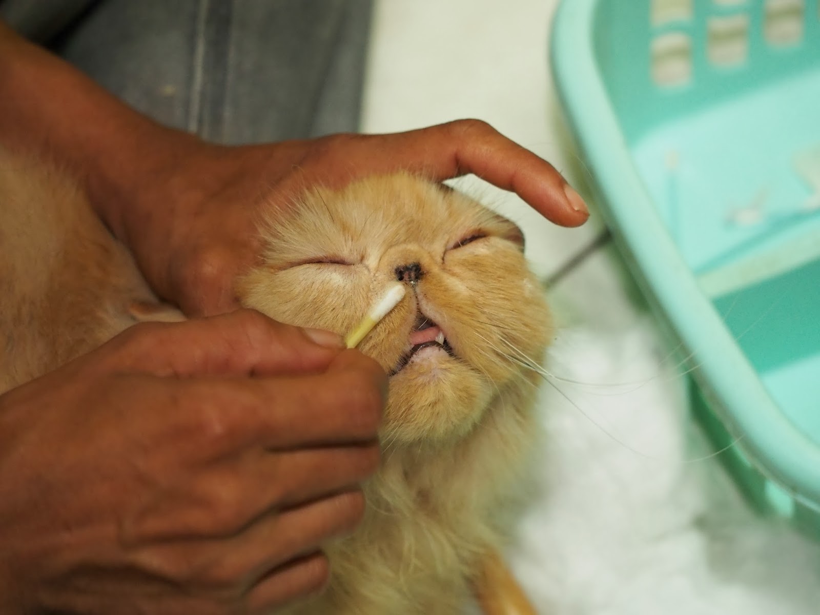 Cara Membersihkan Kucing Persia Anggora ( Grooming ...