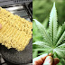 Cientistas alertam em estudo: Comer Miojo causa mais ''retardamento mental'' que fumar maconha