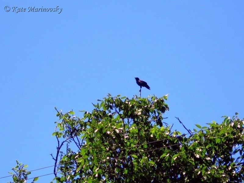 Crow on the Top of Tree Crow on the top of tree in summer day