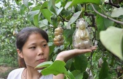 Buah Pir Unik dengan Bentuk Patung Budha