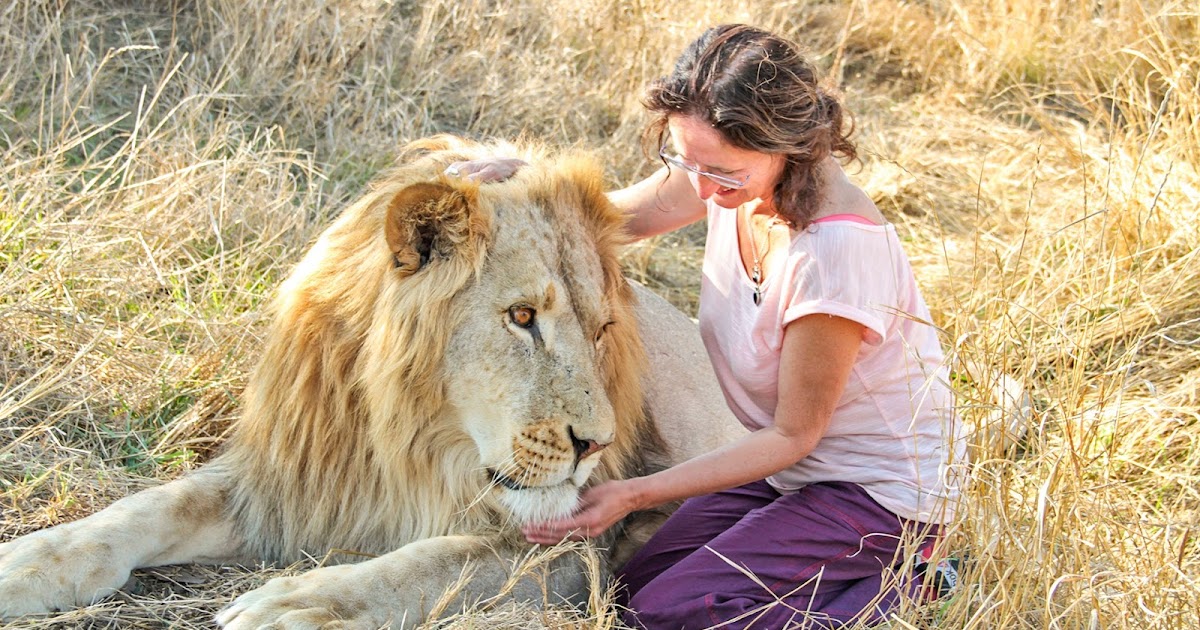 Кадры из фильмов про сафари. Lewa wilderness, кения. Последние сафари. Сафари леопард. Африка для туристов.